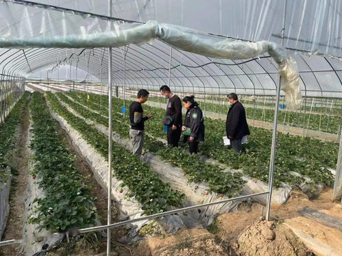景谷多措并舉，合力保障春節期間農產品質量安全